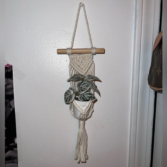 mini cream macrame plant hanger & plant - Picture 1 of 2